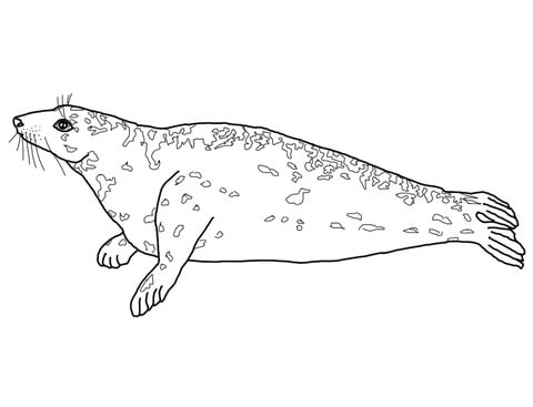 Grey Seal Coloring Page